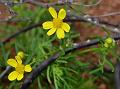 Slender-Leaf Senecio